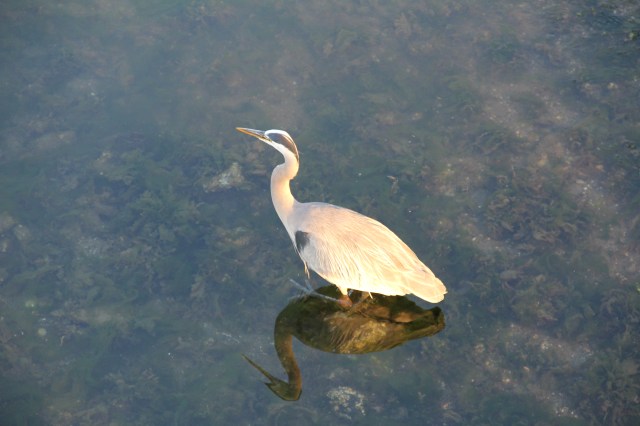 Greek corupution of KJB?